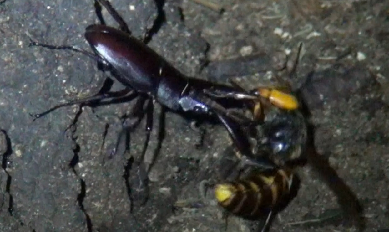 ノコギリクワガタ Vs オオスズメバチ（訳有り）_東京多摩地区・団地前のクヌギ_2024年9月2日夜